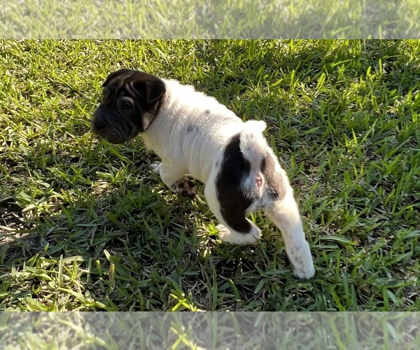 Medium Photo #6 Chinese Shar-Pei Puppy For Sale in MERRITT IS, FL, USA