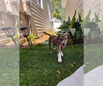 Small #5 Mutt
