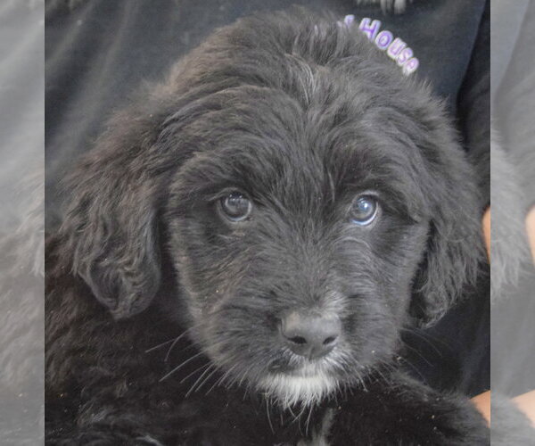 Medium Photo #5 Golden Retriever-Unknown Mix Puppy For Sale in Huntley, IL, USA