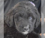 Small #4 Golden Retriever Mix