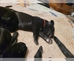 Small Photo #4 Great Dane Puppy For Sale in IRMO, SC, USA