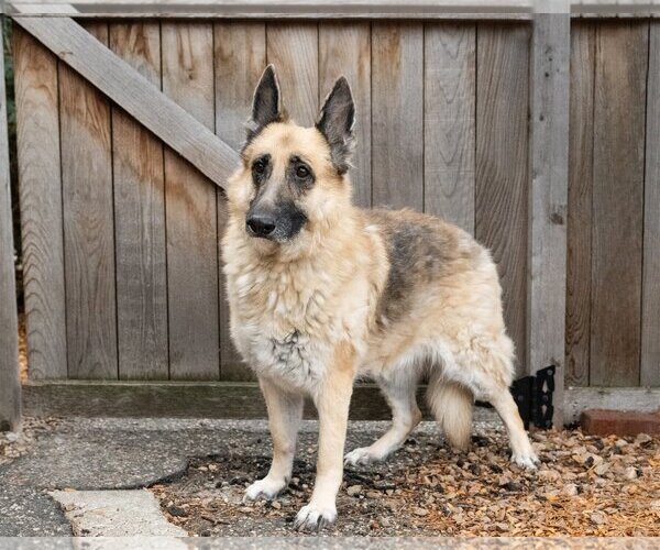 Medium Photo #2 German Shepherd Dog Puppy For Sale in St. Louis Park, MN, USA