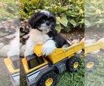 Small #3 Shih Tzu