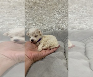 Maltese-Poodle (Toy) Mix Puppy for Sale in RALEIGH, North Carolina USA