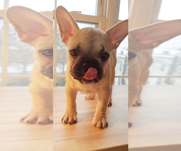 Medium Photo #4 French Bulldog Puppy For Sale in MANHATTAN, NY, USA