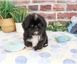 Shih Tzu Puppy for sale in SYRACUSE, IN, USA