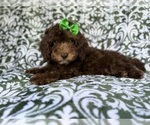 Small #2 Cavapoo (Miniature)