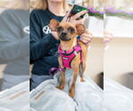 Small Photo #4 Chihuahua-Unknown Mix Puppy For Sale in Mundelein, IL, USA