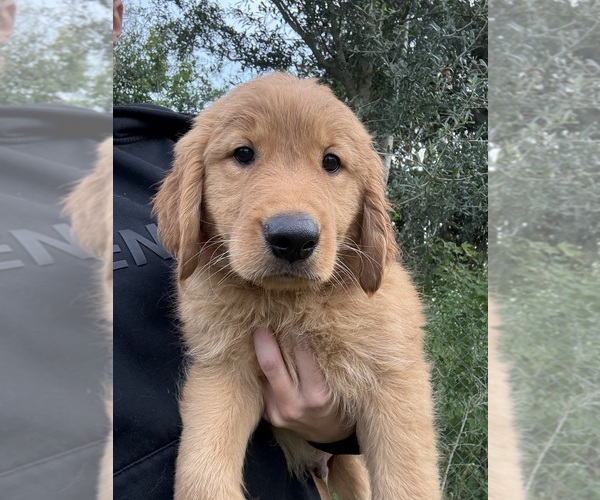 Medium Photo #11 Golden Retriever Puppy For Sale in LAKELAND, FL, USA