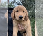 Small #2 Golden Retriever