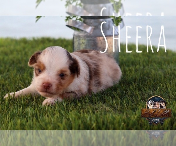 Medium Photo #18 Miniature Australian Shepherd Puppy For Sale in GRANBURY, TX, USA