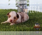 Small #17 Miniature Australian Shepherd