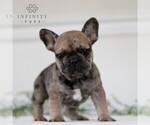 Small Photo #3 French Bulldog Puppy For Sale in GAP, PA, USA