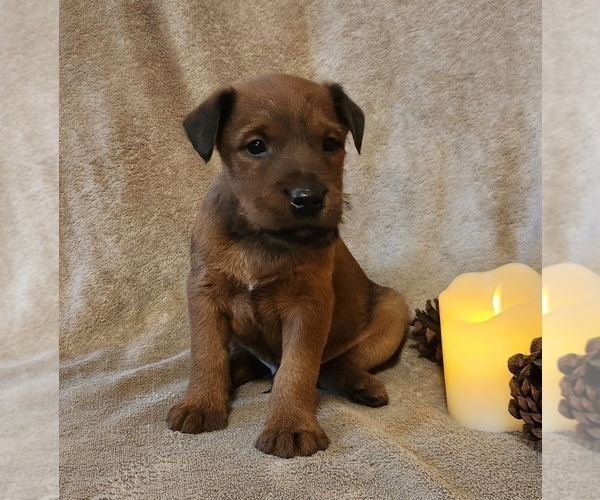 Medium Photo #2 Irish Terrier Puppy For Sale in WATERLOO, NY, USA