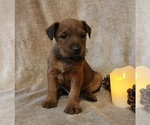 Small Photo #2 Irish Terrier Puppy For Sale in WATERLOO, NY, USA
