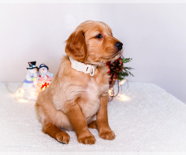 Medium Photo #87 Golden Retriever Puppy For Sale in WAKARUSA, IN, USA