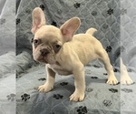 Puppy Joey French Bulldog