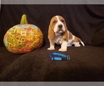 Small Photo #16 Basset Hound Puppy For Sale in CLAREMORE, OK, USA