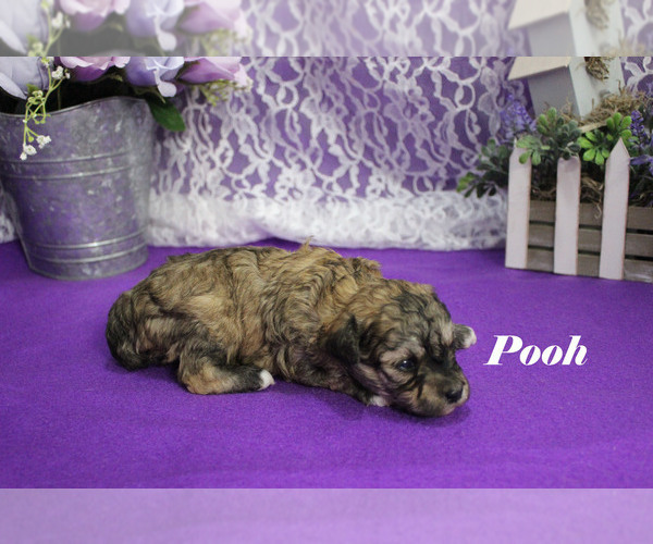 Medium Photo #6 Poodle (Toy) Puppy For Sale in CHANUTE, KS, USA