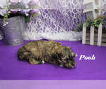 Small #5 Poodle (Toy)