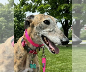 Greyhound Dogs for adoption in Cherry Hill, NJ, USA