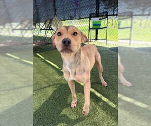 Carolina - Female Mutt Dog for Adoption - Photo #8