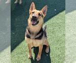 Small #8 Shepradors
