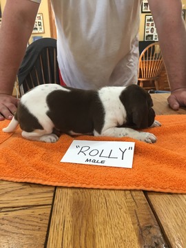 Medium Photo #3 German Shorthaired Pointer Puppy For Sale in CINCINNATI, OH, USA