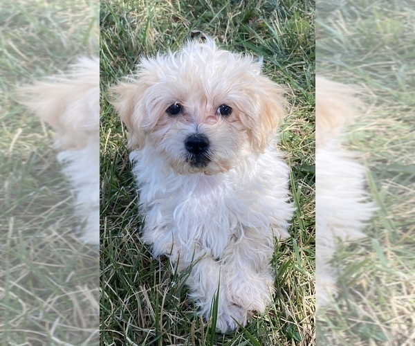 Medium Photo #1 Maltipoo Puppy For Sale in CANOGA, NY, USA