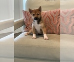 Small Photo #2 Shiba Inu Puppy For Sale in SYLMAR, CA, USA