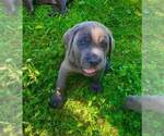 Puppy Bailey Cane Corso
