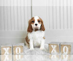 Small Photo #6 Cavalier King Charles Spaniel Puppy For Sale in WARSAW, IN, USA