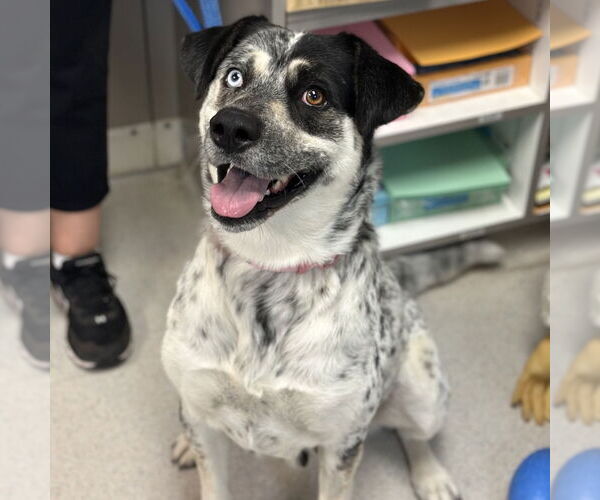 Medium Photo #1 Catahoula Leopard Dog-Unknown Mix Puppy For Sale in Rohnert Park, CA, USA