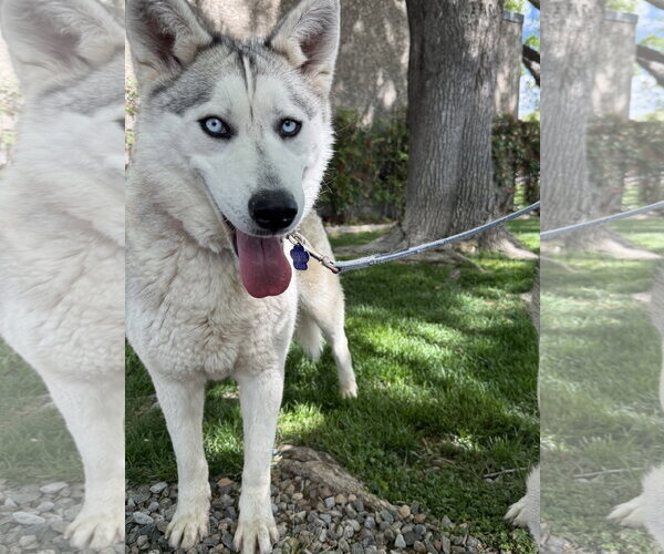Medium Photo #4 Siberian Husky Puppy For Sale in Cedar Crest, NM, USA