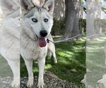 Small #3 Siberian Husky