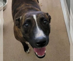 Medium Mutt