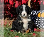Small Photo #1 Bernedoodle Puppy For Sale in MYERSTOWN, PA, USA
