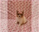 Small #2 Pomeranian