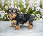 Puppy Demi YorkiePoo