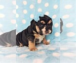 Small Photo #2 Bulldog Puppy For Sale in LANCASTER, PA, USA