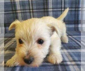 West Highland White Terrier Puppy for sale in MOUNTAINBURG, AR, USA