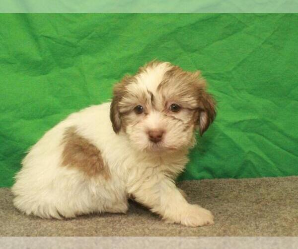 Medium Photo #3 ShihPoo Puppy For Sale in SHAWNEE, OK, USA