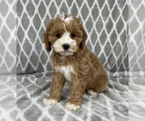 Cavapoo Puppy for sale in INDIANAPOLIS, IN, USA