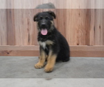 Small Photo #3 German Shepherd Dog Puppy For Sale in GREENWOOD, WI, USA