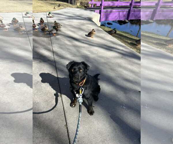 Medium Photo #13 American Pit Bull Terrier-Australian Shepherd Mix Puppy For Sale in Sandy, UT, USA