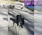 Small Photo #13 American Pit Bull Terrier-Australian Shepherd Mix Puppy For Sale in Sandy, UT, USA