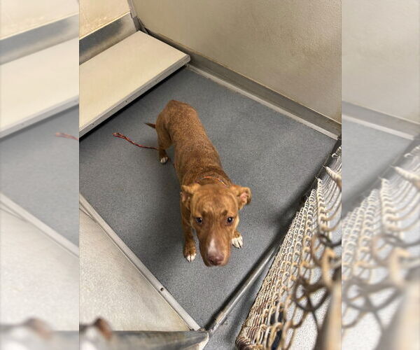 Medium Photo #1 Mutt Puppy For Sale in Glen Allen, VA, USA