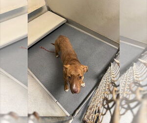 Mutt Dogs for adoption in Glen Allen, VA, USA