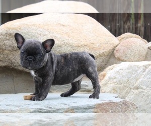 French Bulldog Puppy for sale in BAKERSFIELD, CA, USA