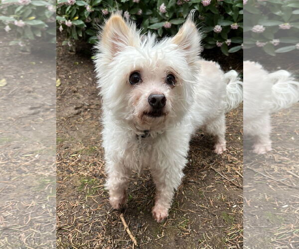 Medium Photo #5 Maltipoo (Toy) Puppy For Sale in Milwaukie, OR, USA